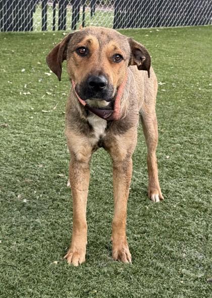 Ellen, ADOPTABLE, Adult Female Shepherd.