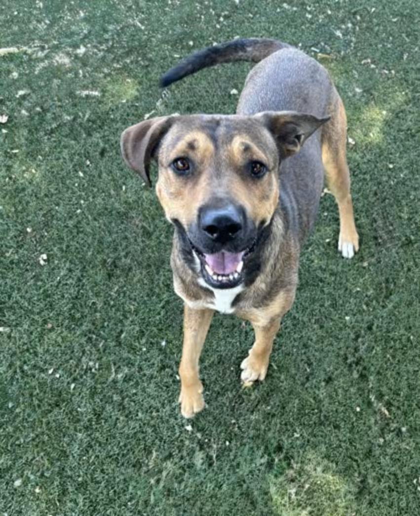 Ellen, a ADOPTABLE mixed breed in Red Bluff, CA image 3/6