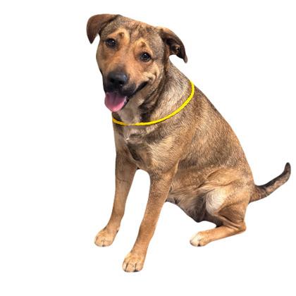 Ellen, a ADOPTABLE mixed breed in Red Bluff, CA image 4/4