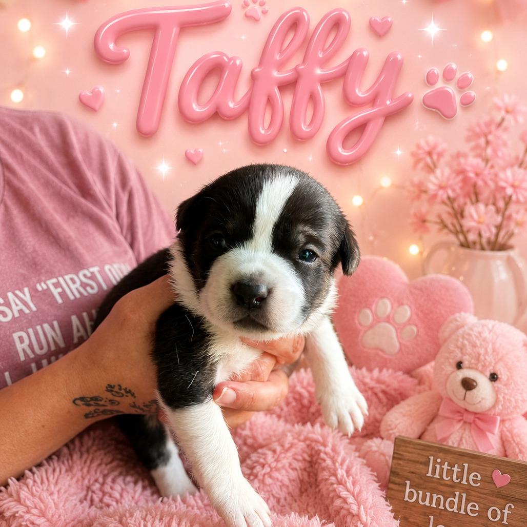 Taffy, Adoptable, Puppy Female Mixed Breed & Mixed Breed.