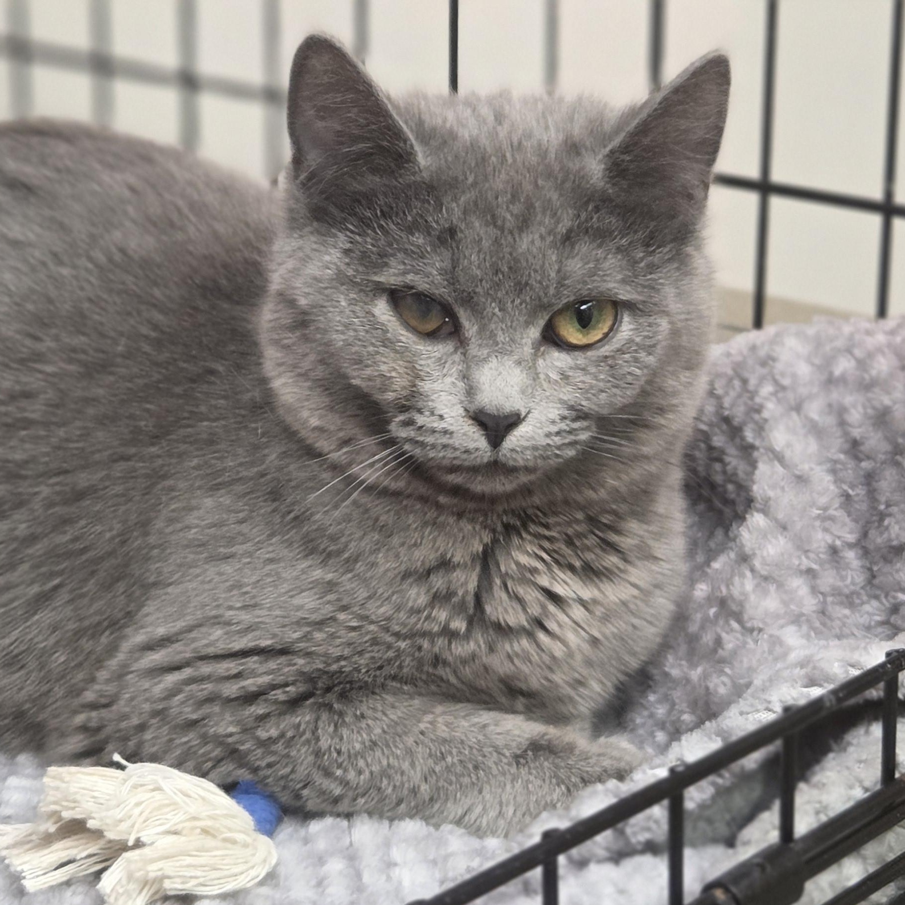 Lucy, ADOPTABLE, Kitten Female Domestic Short Hair.