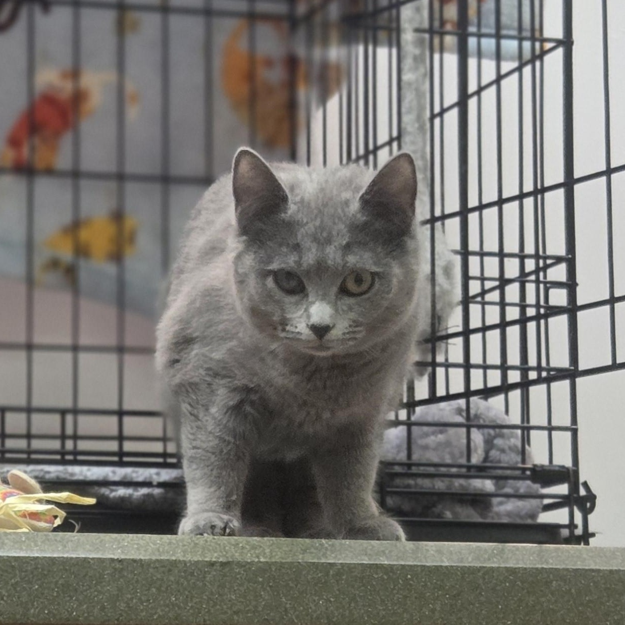 Enlarge Lucy, a ADOPTABLE Domestic Short Hair in Louisville, OH image 2/2