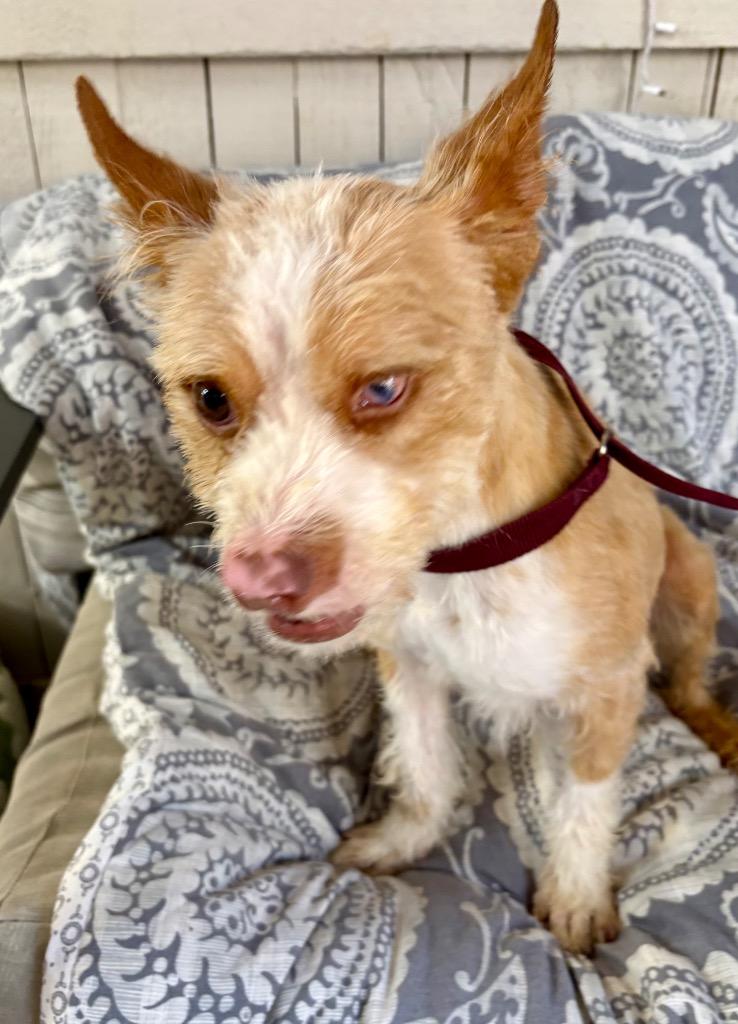 Jeremy, a Adoptable Terrier in Fort Worth, TX image 1/4