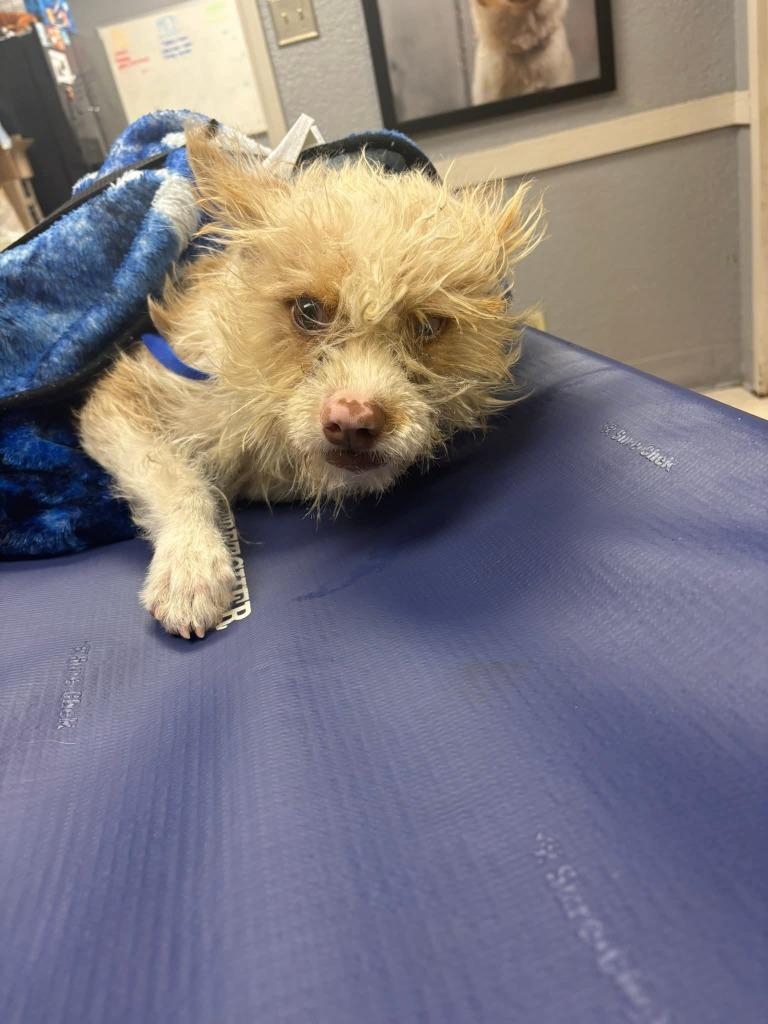 Jeremy, Adoptable, Young Male Terrier.