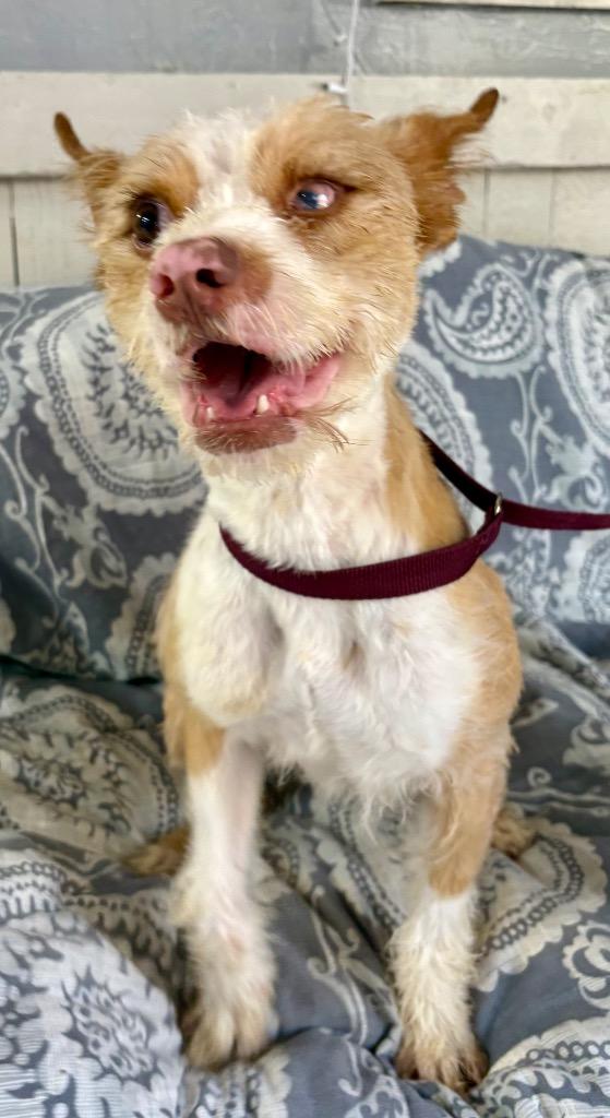 Jeremy, a Adoptable Terrier in Fort Worth, TX image 2/4