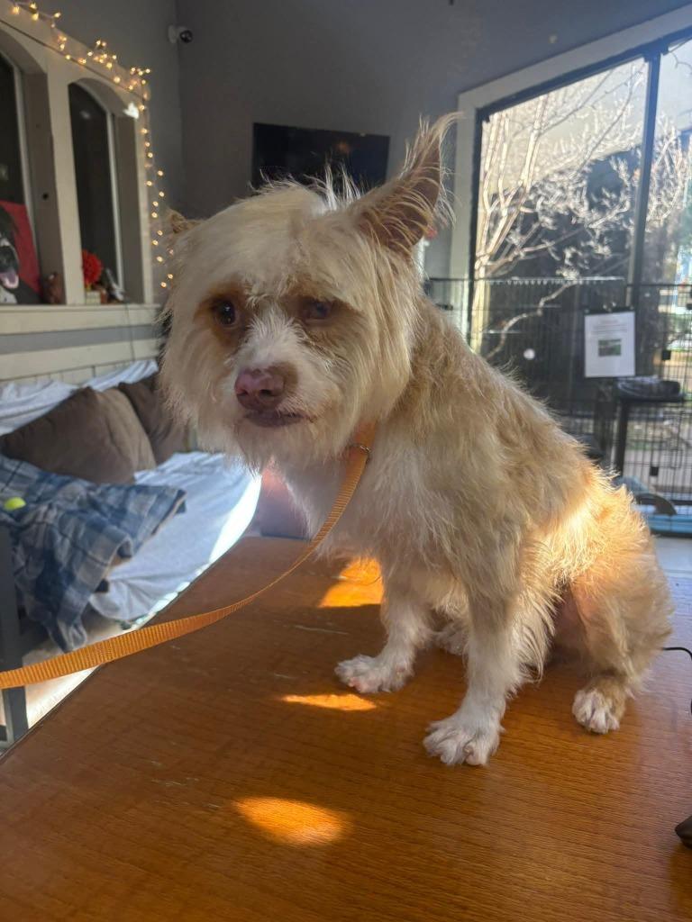 Jeremy, a Adoptable Terrier in Fort Worth, TX image 2/2