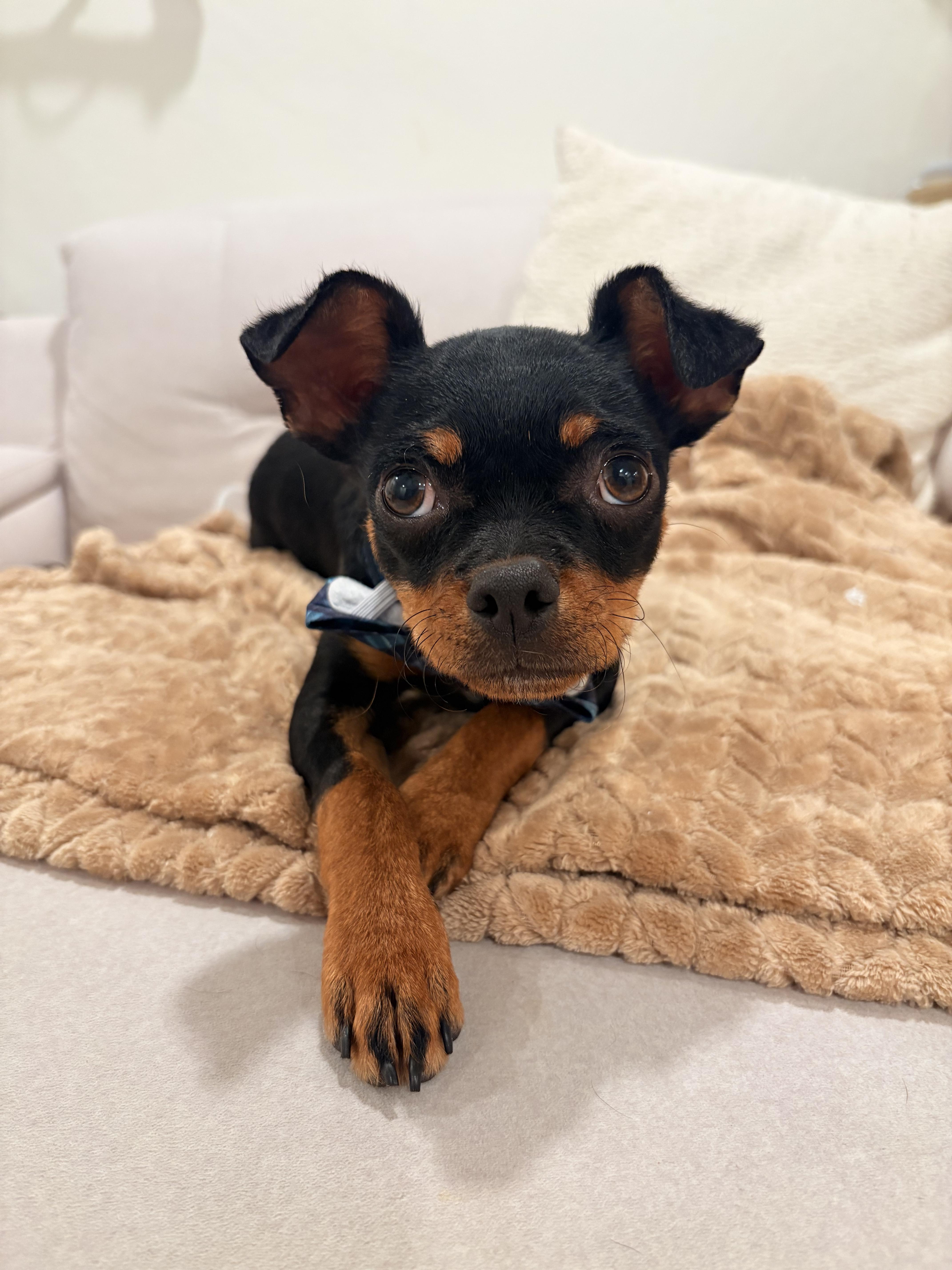 Bug, Adoptable, Puppy Male Pug & Chihuahua.
