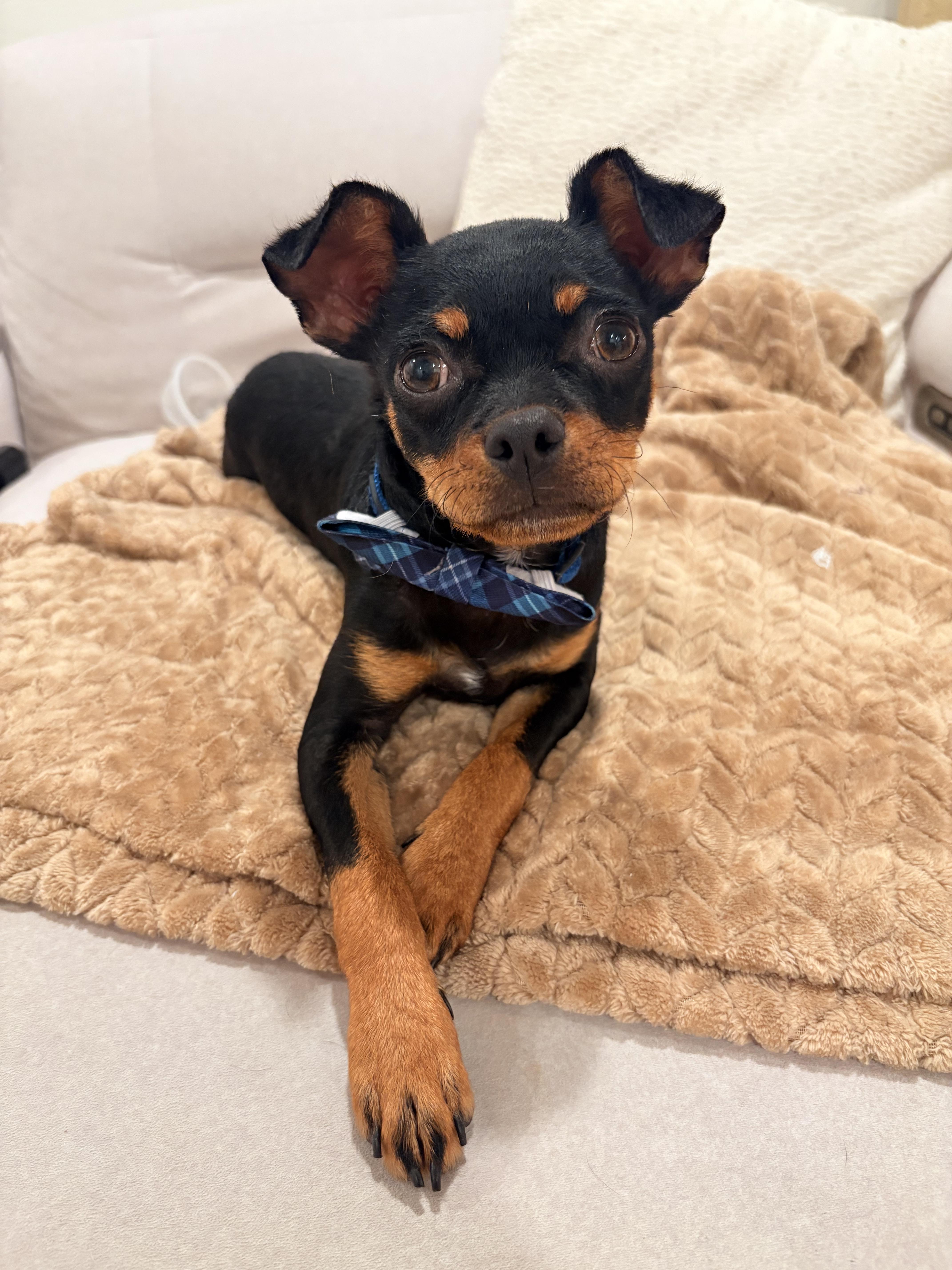 Bug, a Adoptable mixed breed in Discovery Bay, CA image 3/6