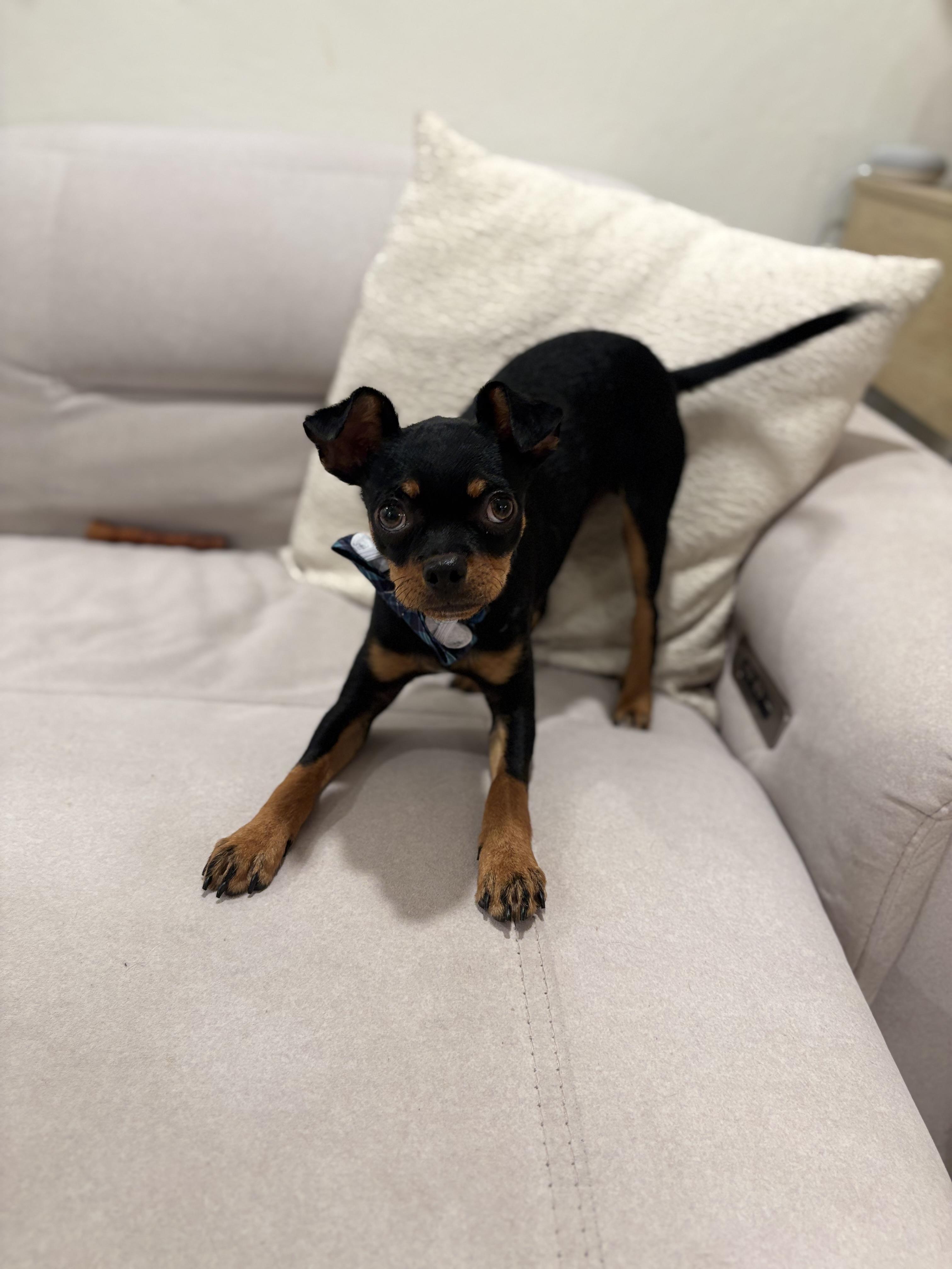 Bug, a Adoptable mixed breed in Discovery Bay, CA image 4/6
