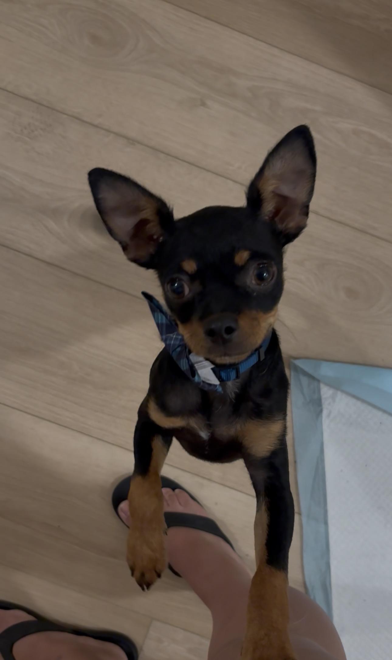 Bug, a Adoptable mixed breed in Discovery Bay, CA image 5/6