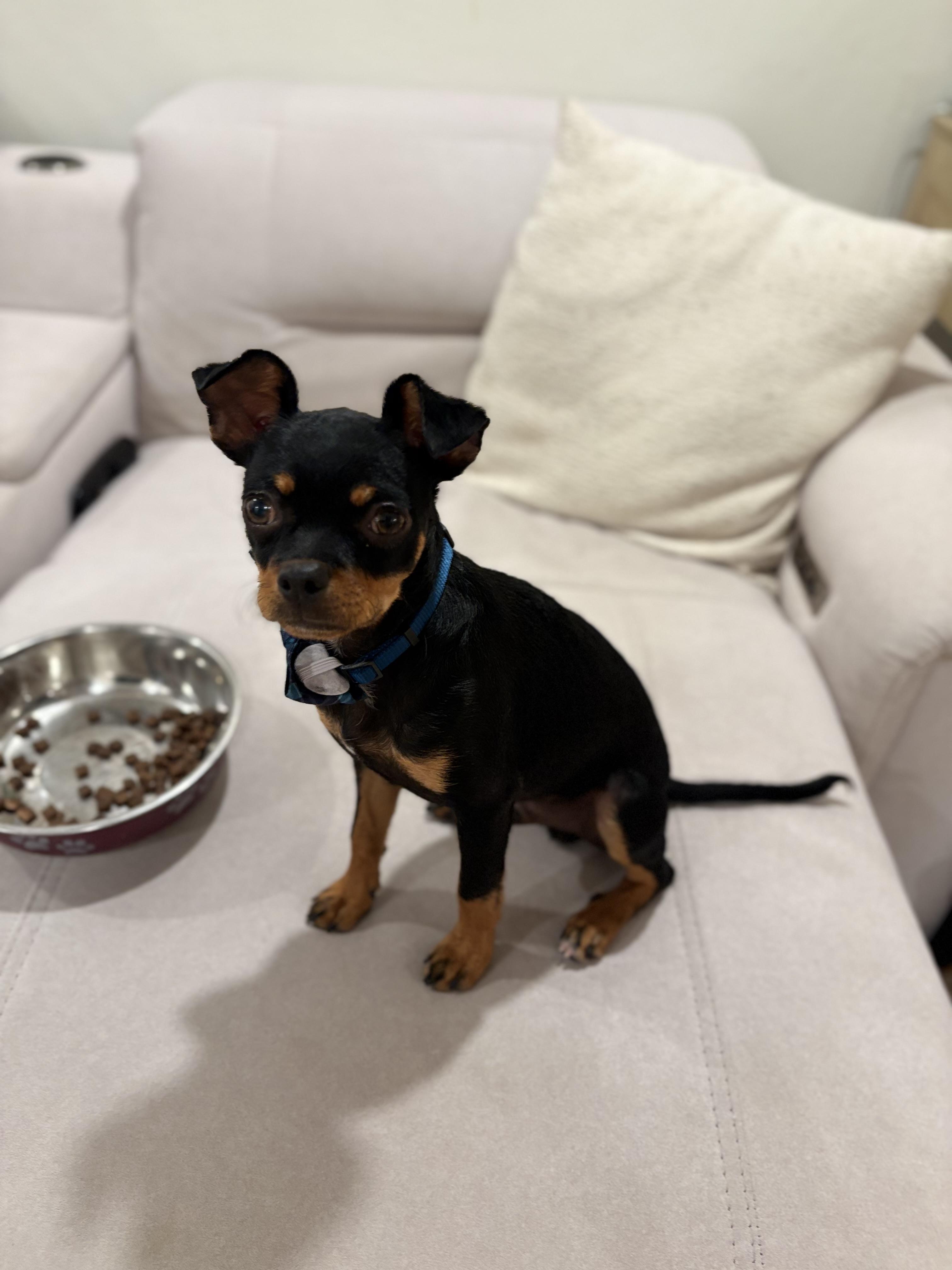 Bug, a Adoptable mixed breed in Discovery Bay, CA image 6/6
