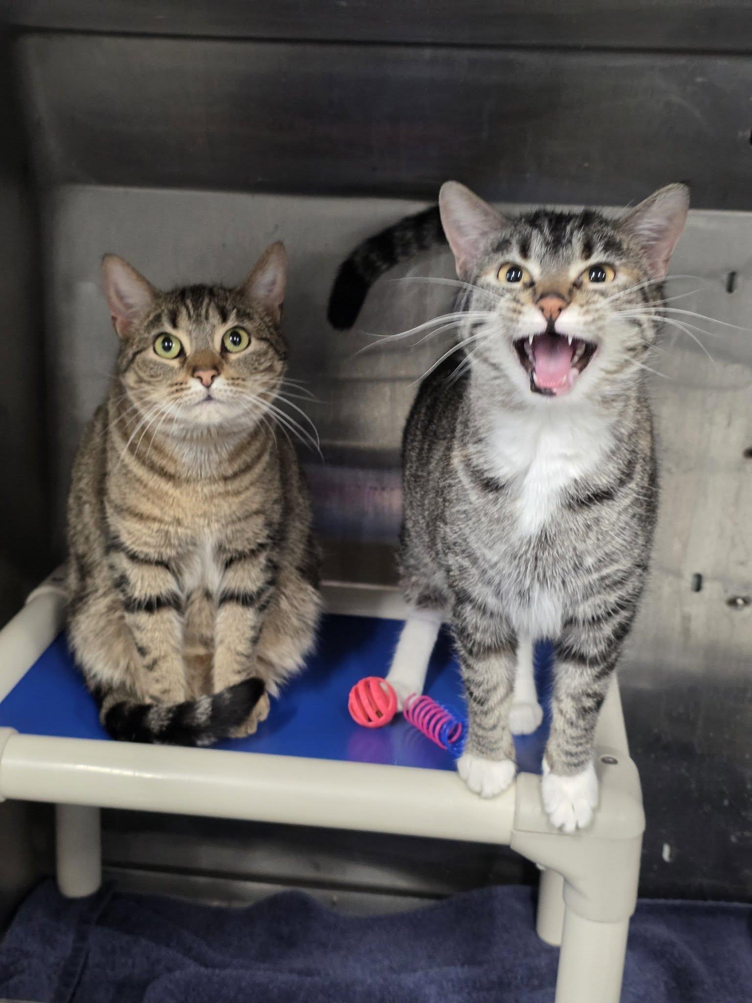 Lauren, an adopted Domestic Short Hair in Shelby, MI image 2/2