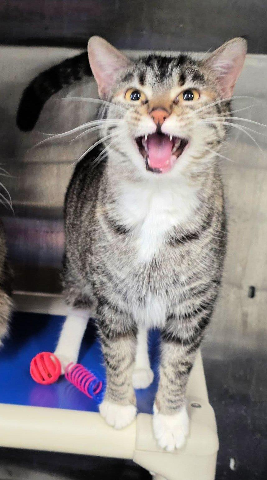 Lauren, an adopted Domestic Short Hair in Shelby, MI image 1/2