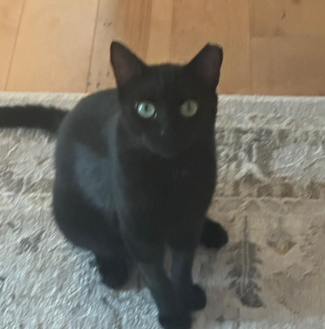Starsky, Adopted, Adult Male American Shorthair.