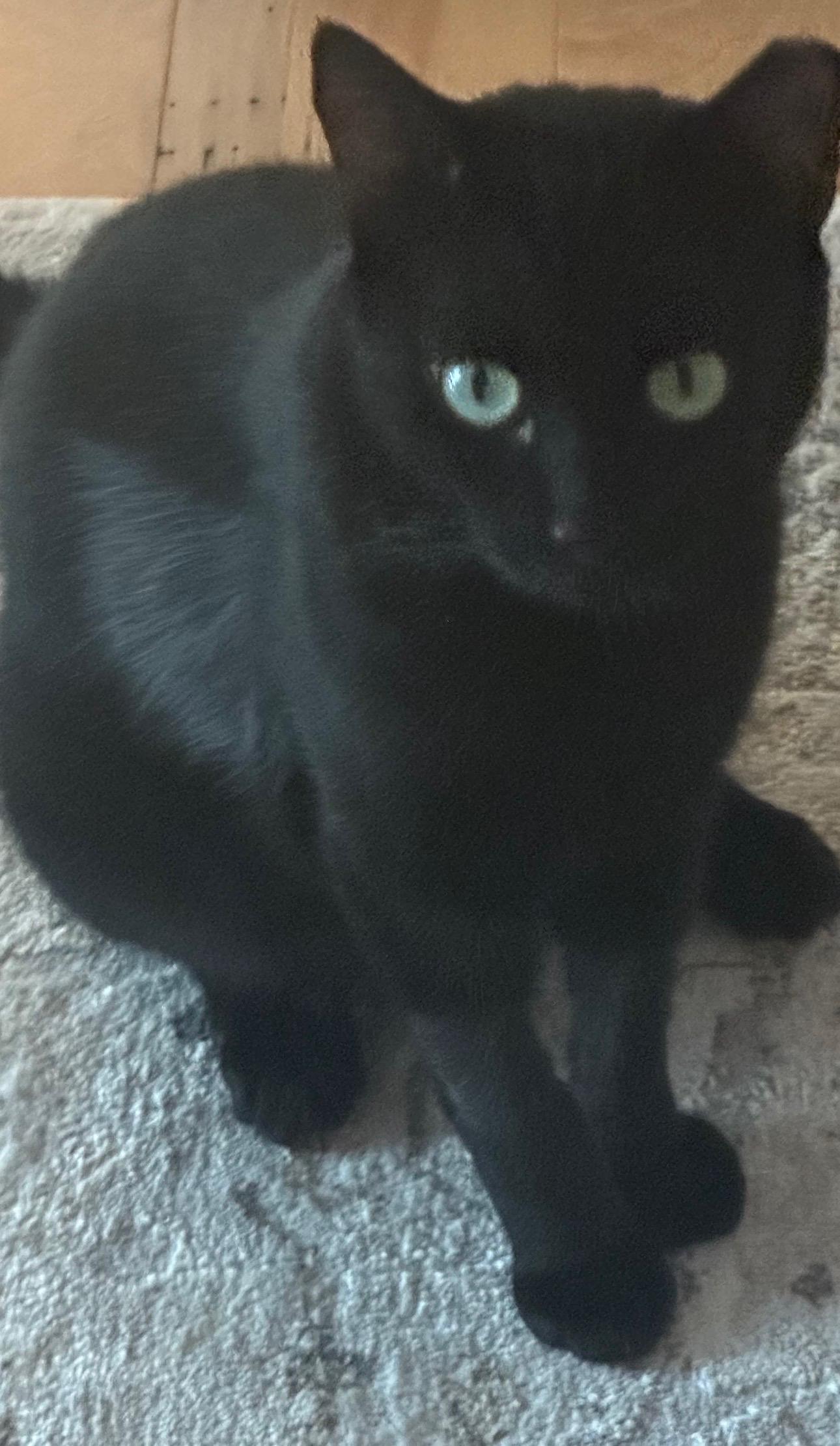 Enlarge Starsky, a Adopted American Shorthair in Charlotte, NC image 2/3