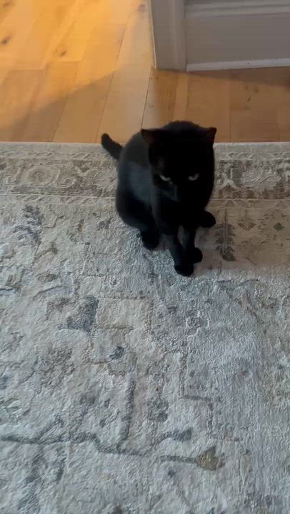 Enlarge Starsky, a Adopted American Shorthair in Charlotte, NC video 3/3