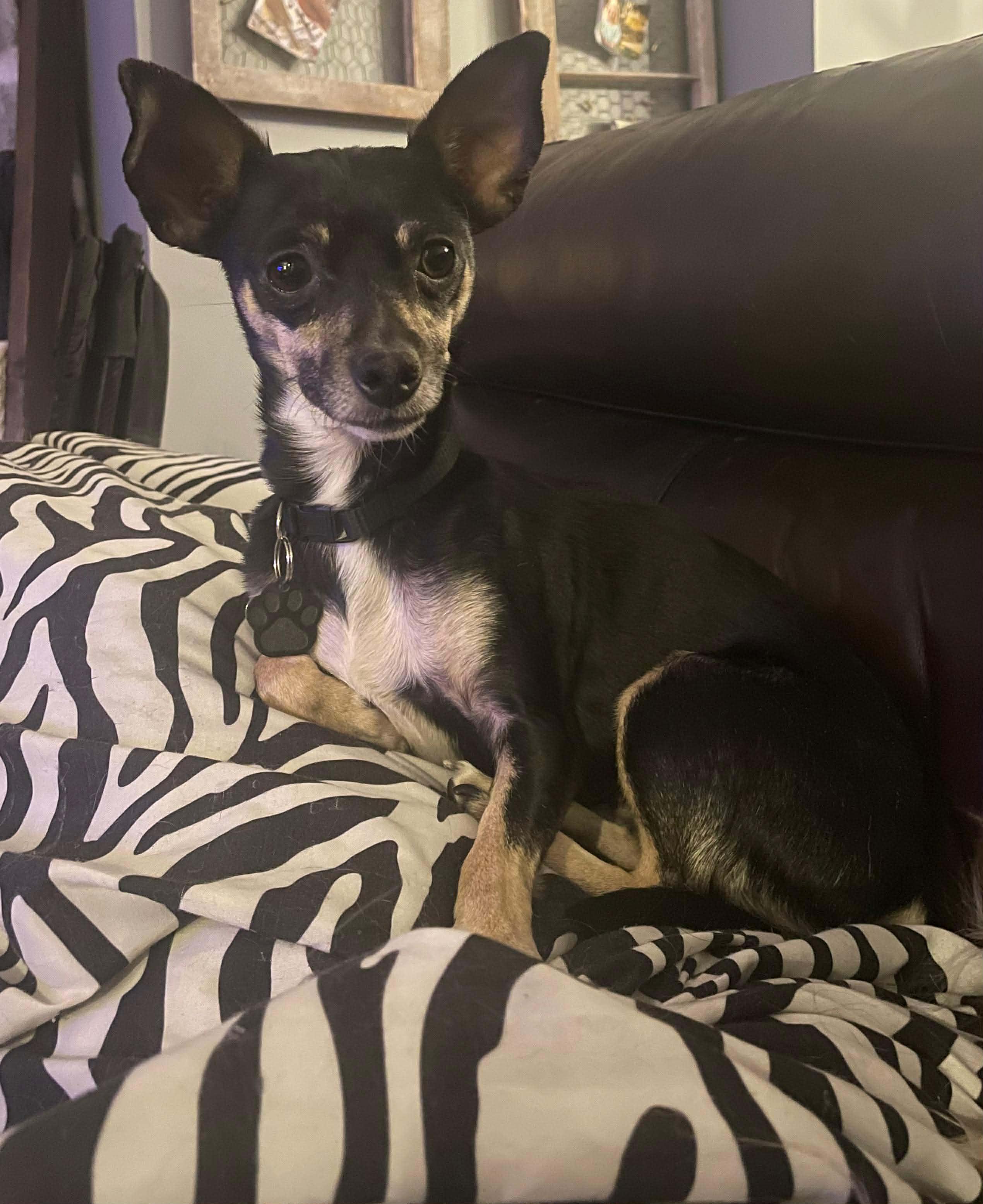 Hannah Banana, a ADOPTABLE mixed breed in Milford, MI image 2/2