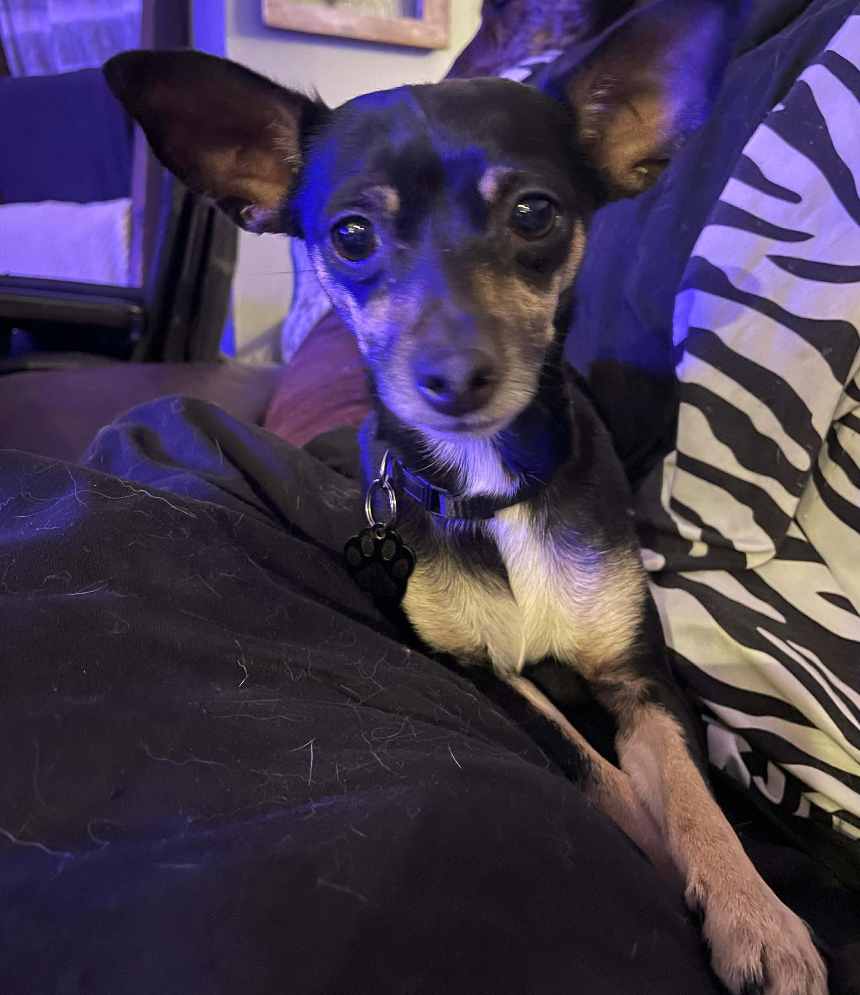 Hannah Banana, a ADOPTABLE mixed breed in Milford, MI image 1/2