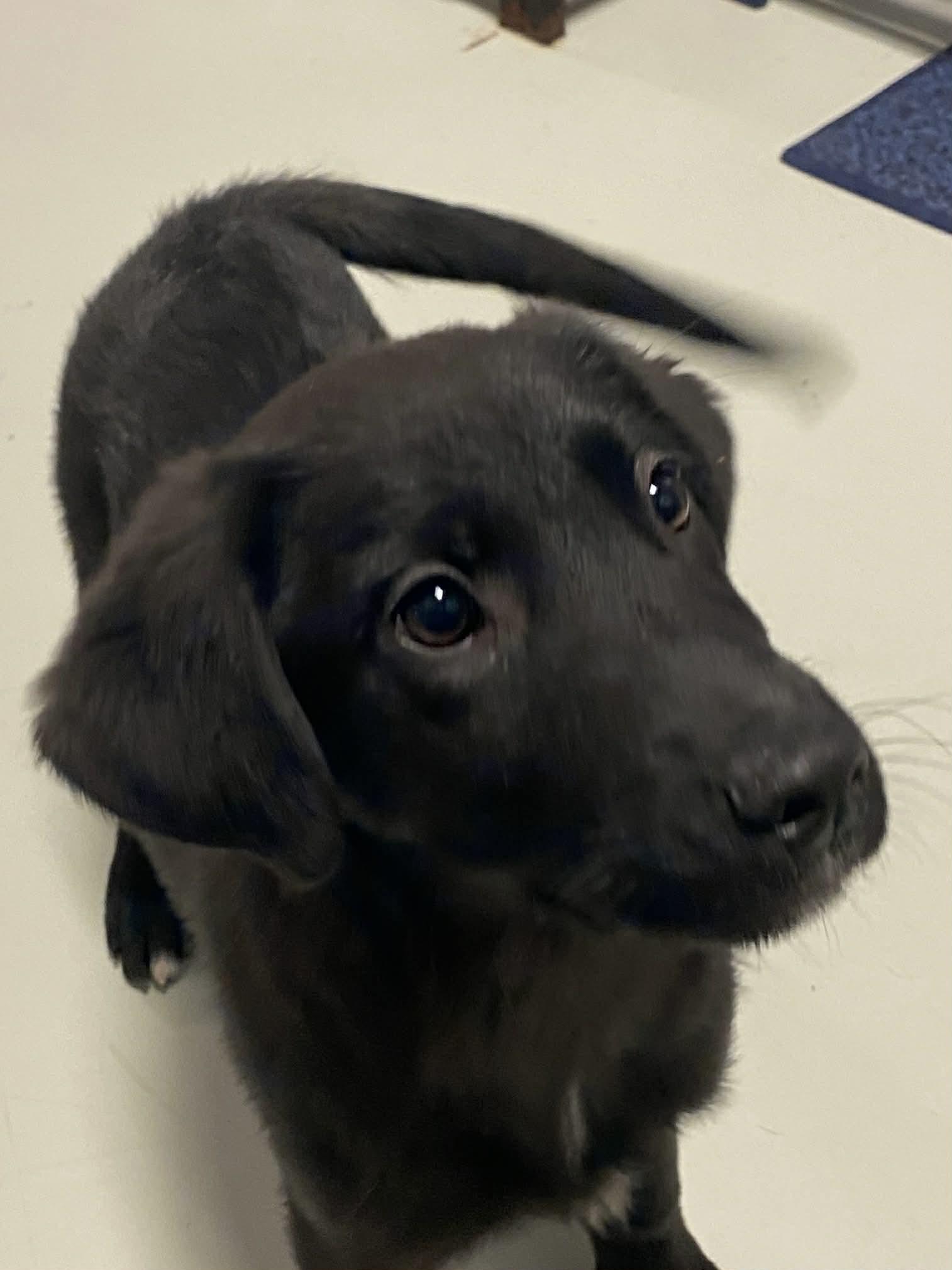 Enlarge Twinkle Toes, an adoptable mixed breed in Stormville, NY image 6/6