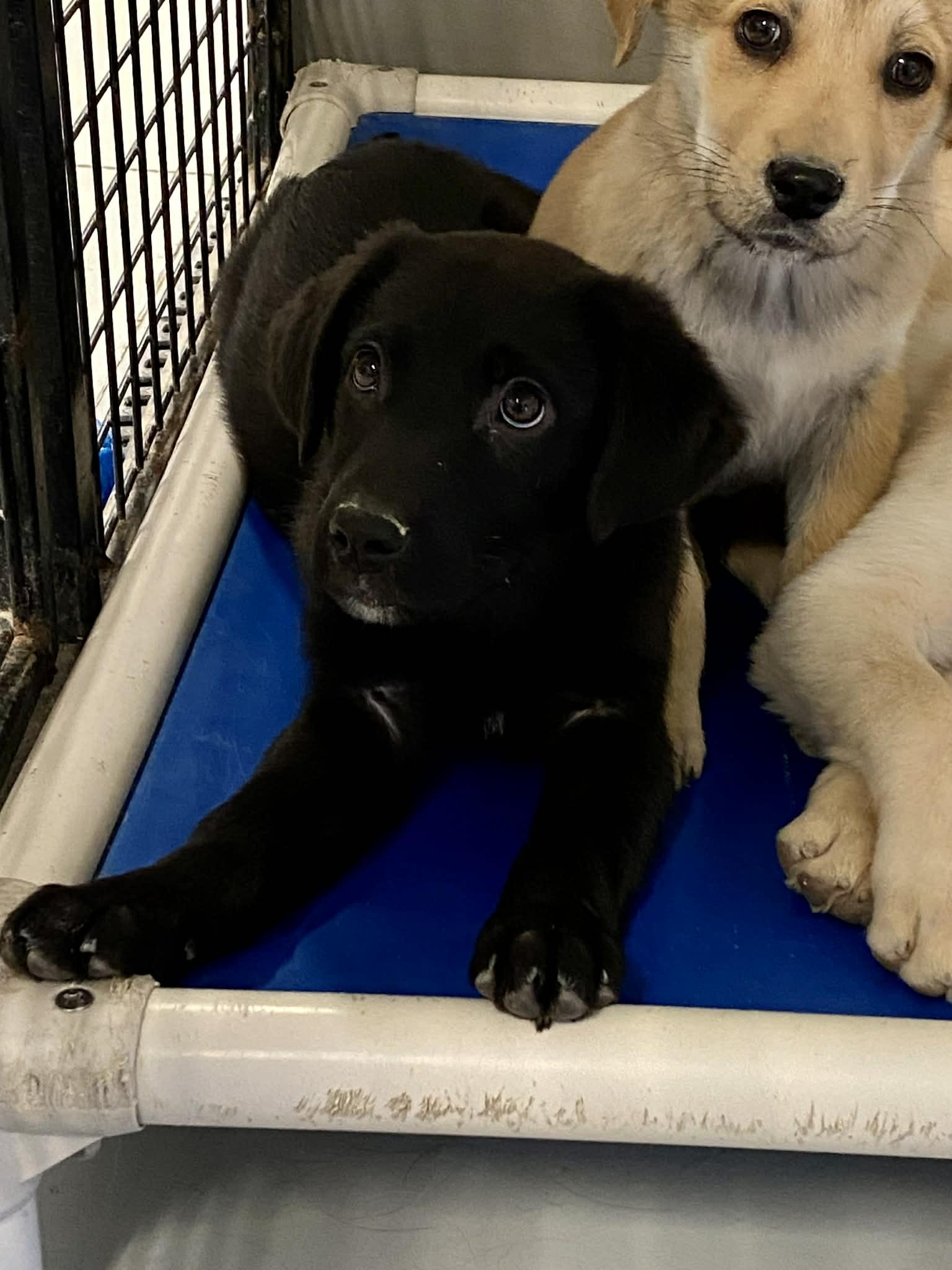 Enlarge Twinkle Toes, a Adoptable mixed breed in Stormville, NY image 4/4