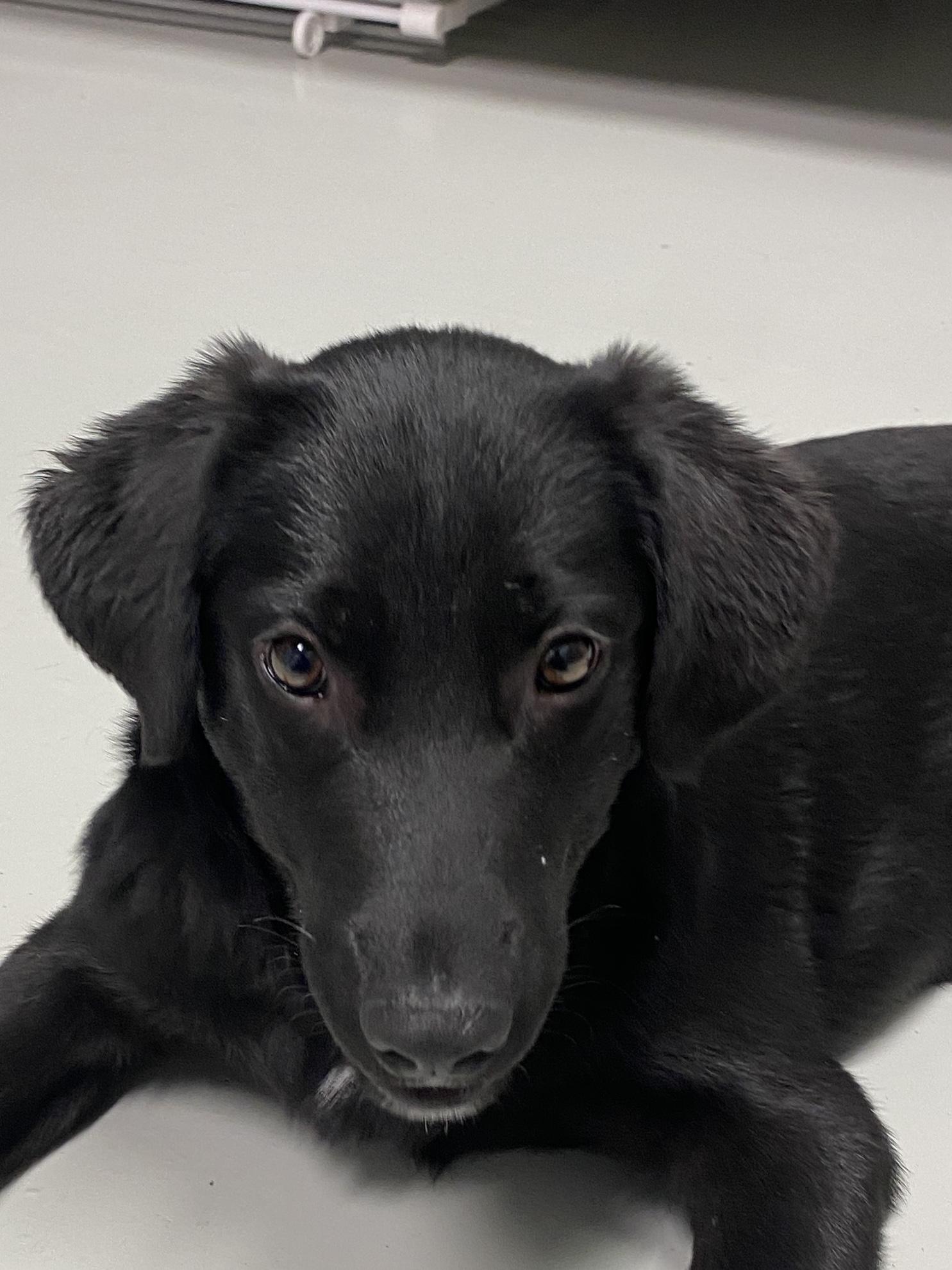 Enlarge Twinkle Toes, an adopted mixed breed in Hartford, KY image 3/6