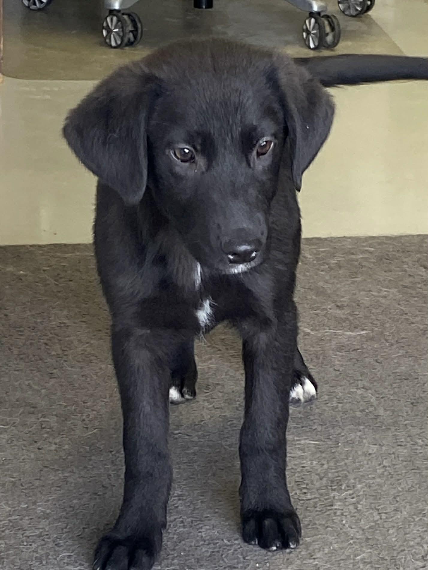 Twinkle Toes, Adoptable, Puppy Female Labrador Retriever.