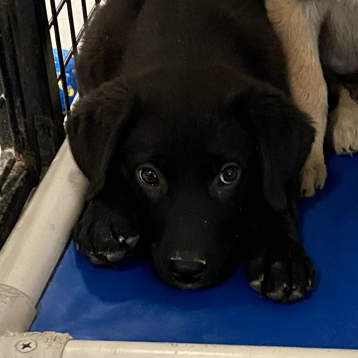Enlarge Twinkle Toes, an adoptable mixed breed in Stormville, NY image 3/6