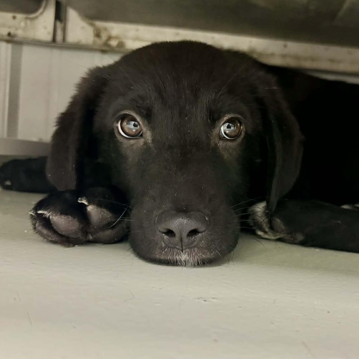 Twinkle Toes, Adoptable, Puppy Female Labrador Retriever.