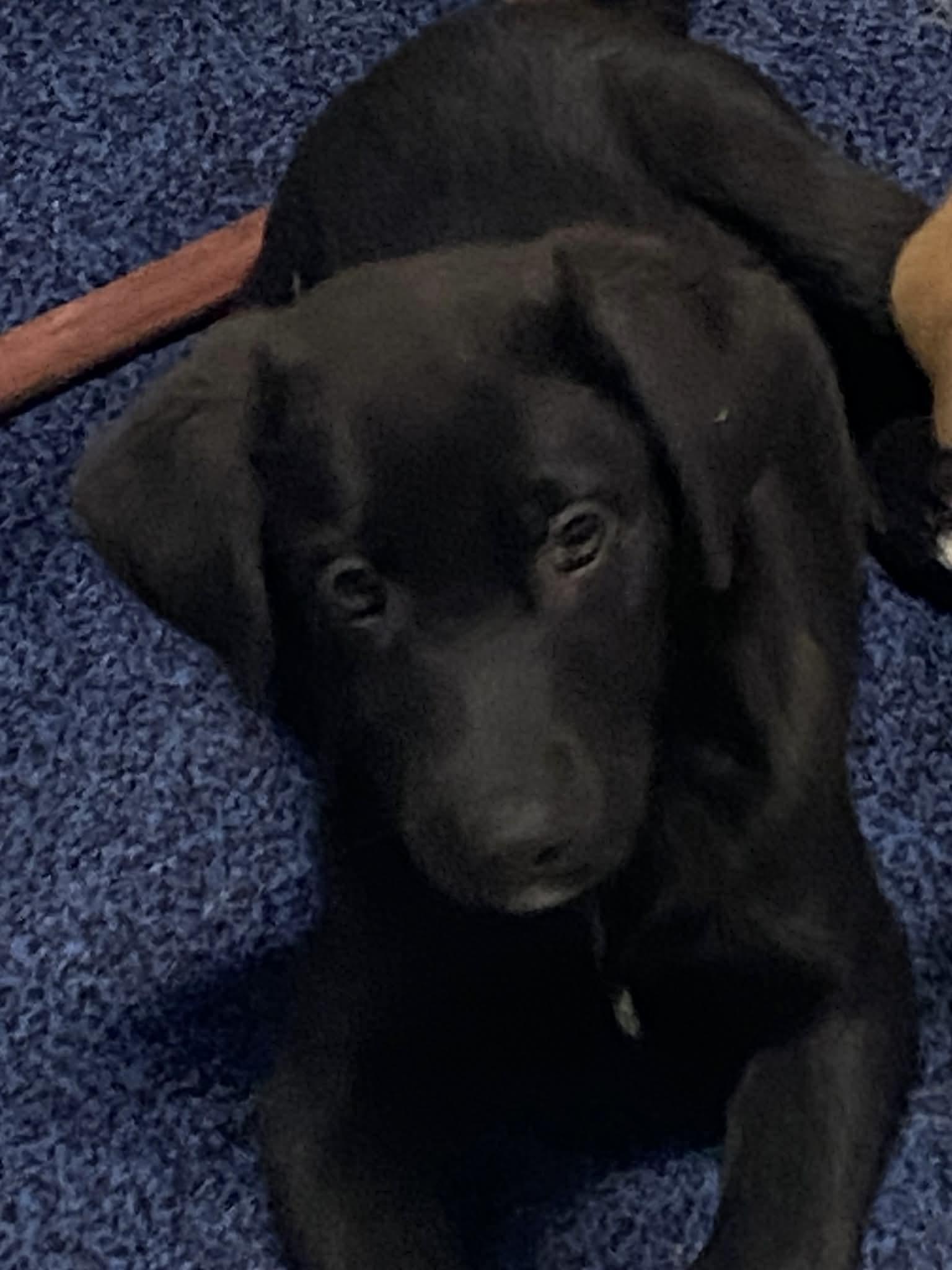 Enlarge Twinkle Toes, an adoptable mixed breed in Stormville, NY image 5/6