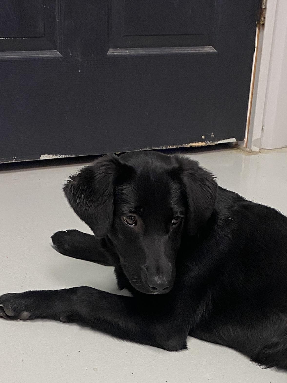 Enlarge Twinkle Toes, an adopted mixed breed in Hartford, KY image 2/6