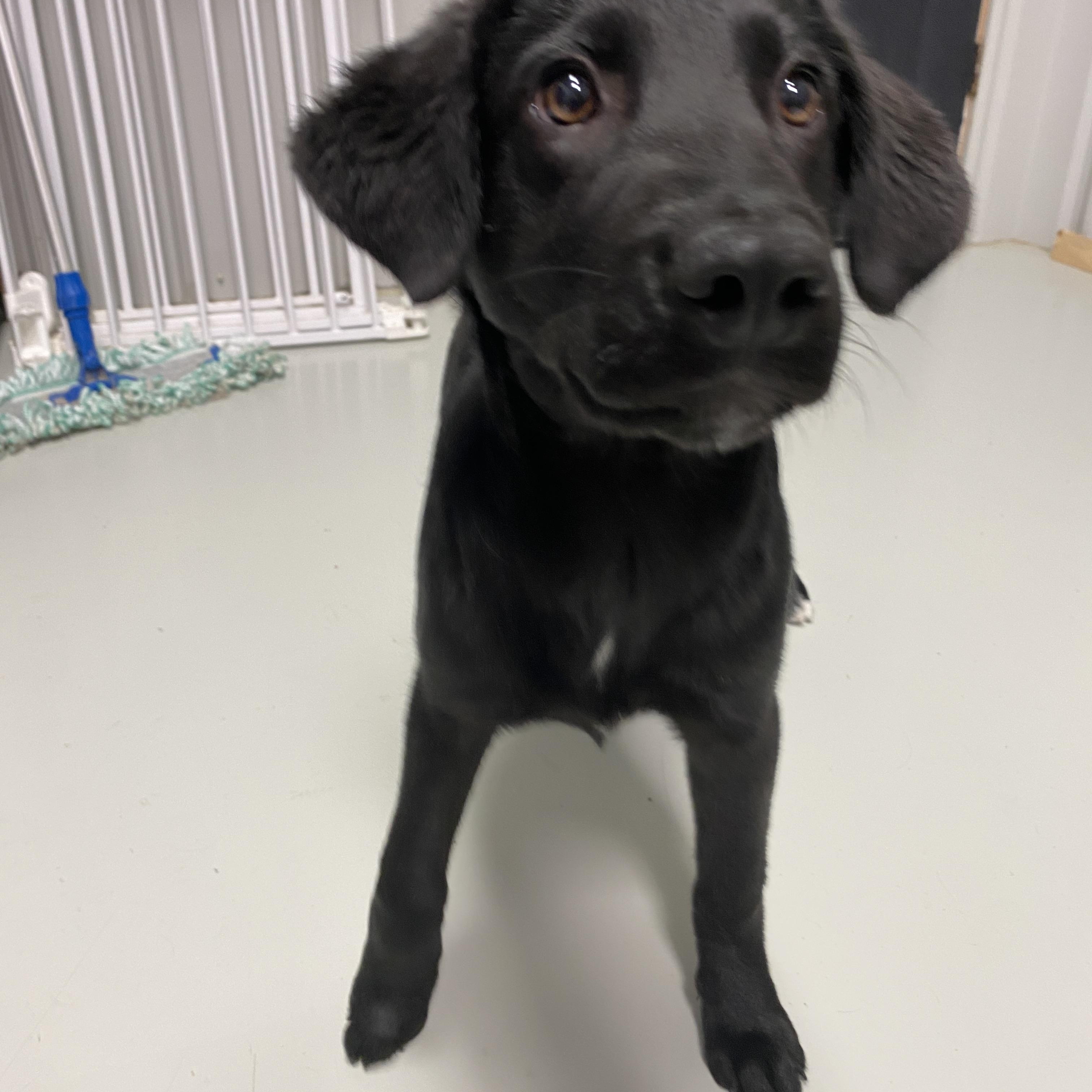 Enlarge Twinkle Toes, an adopted mixed breed in Hartford, KY image 6/6