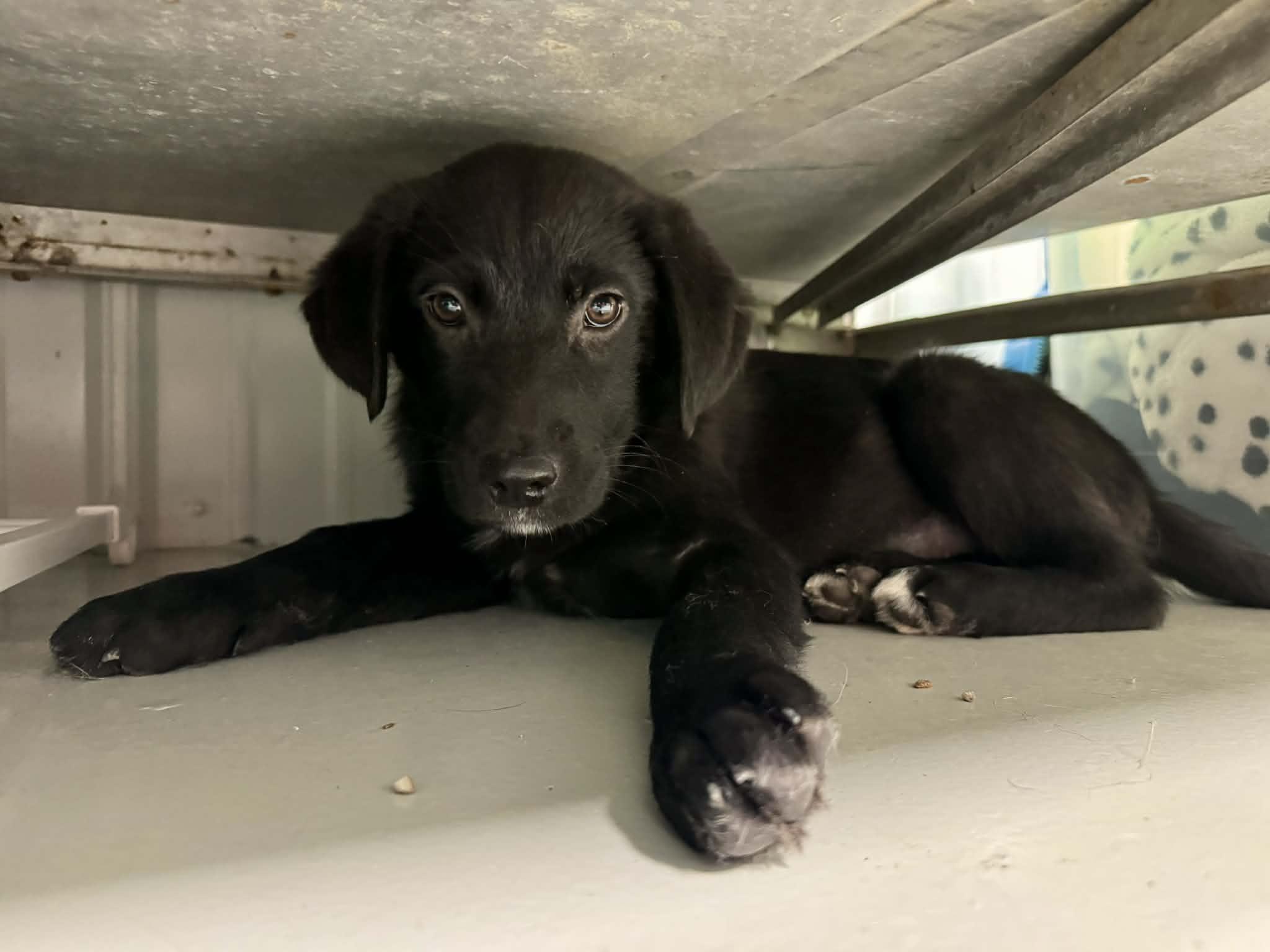 Enlarge Twinkle Toes, a Adoptable mixed breed in Stormville, NY image 2/4
