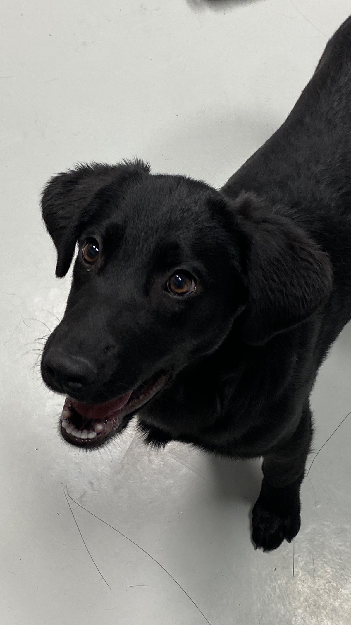 Enlarge Twinkle Toes, an adopted mixed breed in Hartford, KY image 5/6