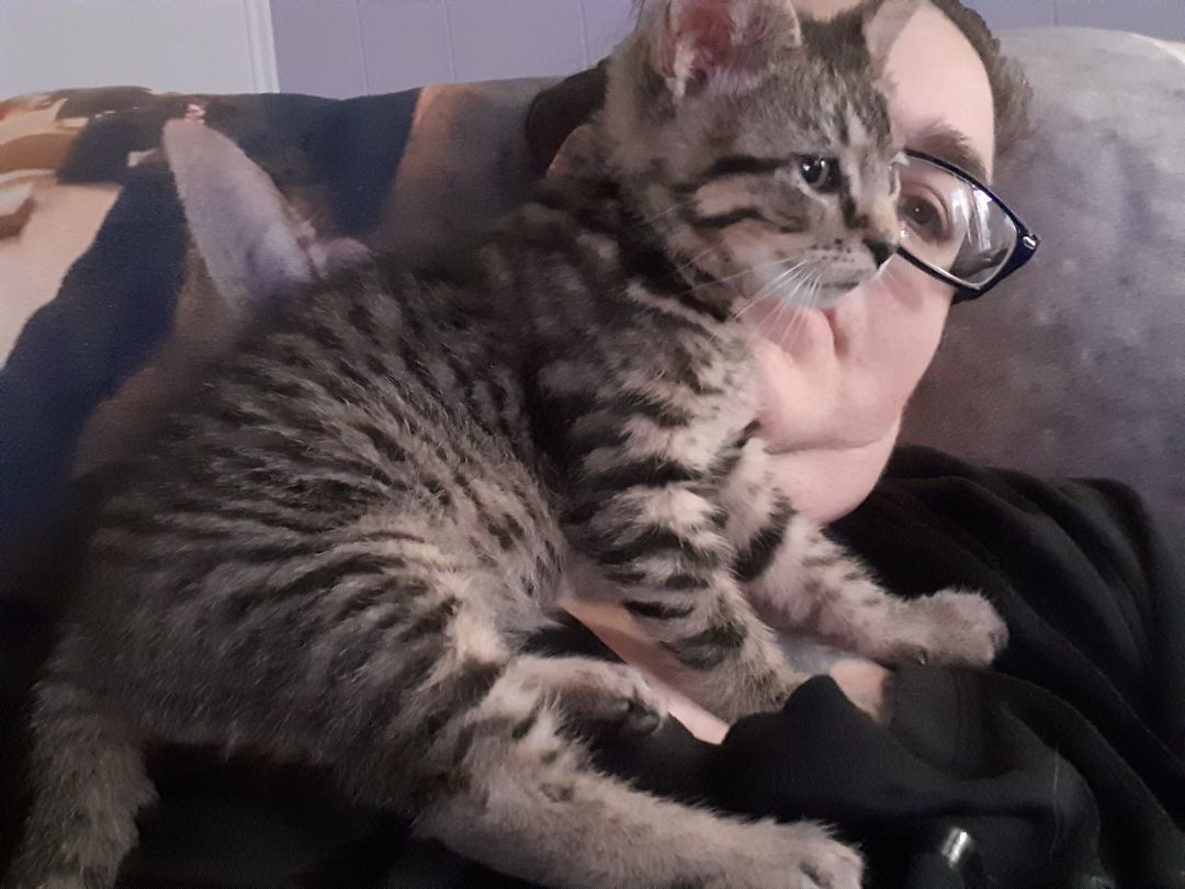 Enlarge Marvin, a Adopted Domestic Short Hair in Nanticoke, PA image 1/6