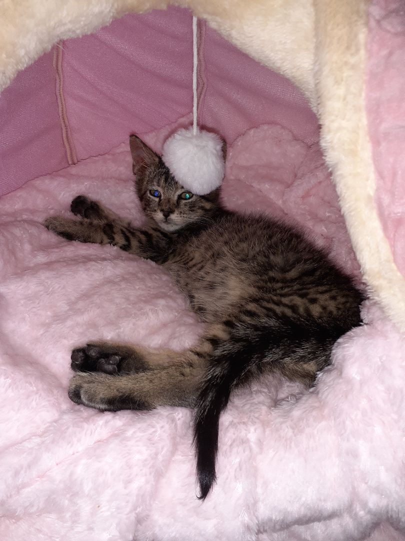 Enlarge Marvin, a Adopted Domestic Short Hair in Nanticoke, PA image 2/6