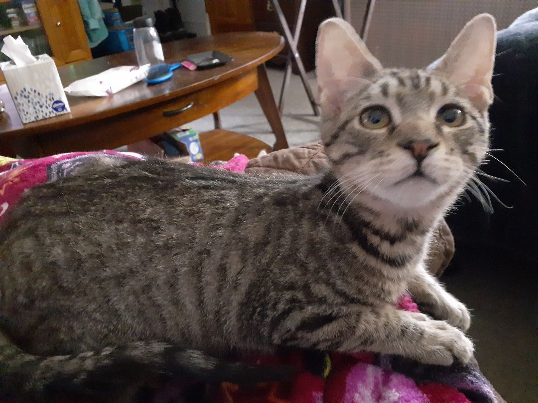 Enlarge Marvin, a Adopted Domestic Short Hair in Nanticoke, PA image 3/6