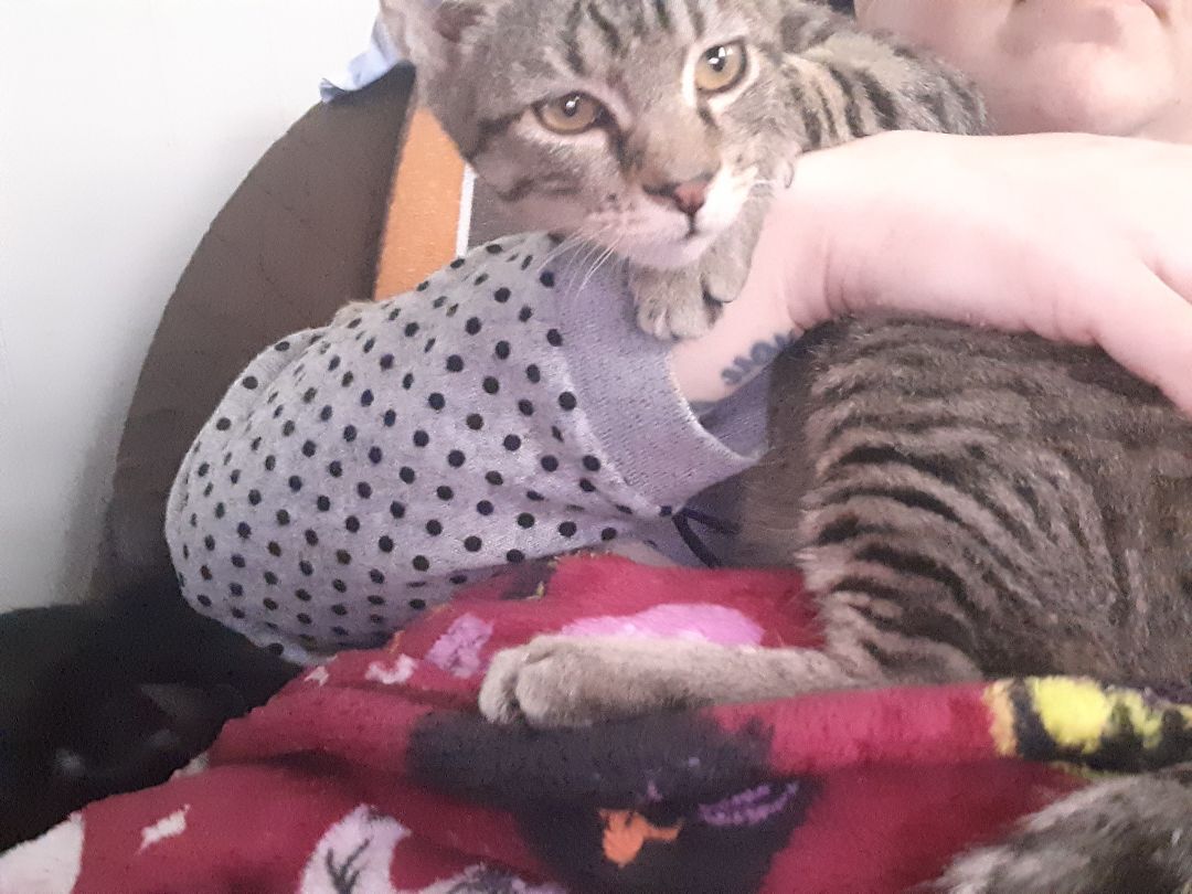 Enlarge Marvin, a Adopted Domestic Short Hair in Nanticoke, PA image 4/6