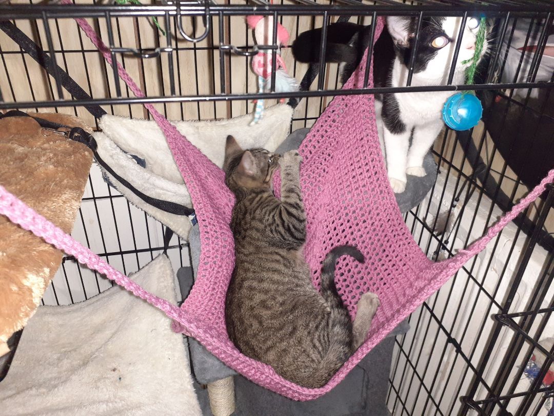 Enlarge Marvin, a Adopted Domestic Short Hair in Nanticoke, PA image 5/6