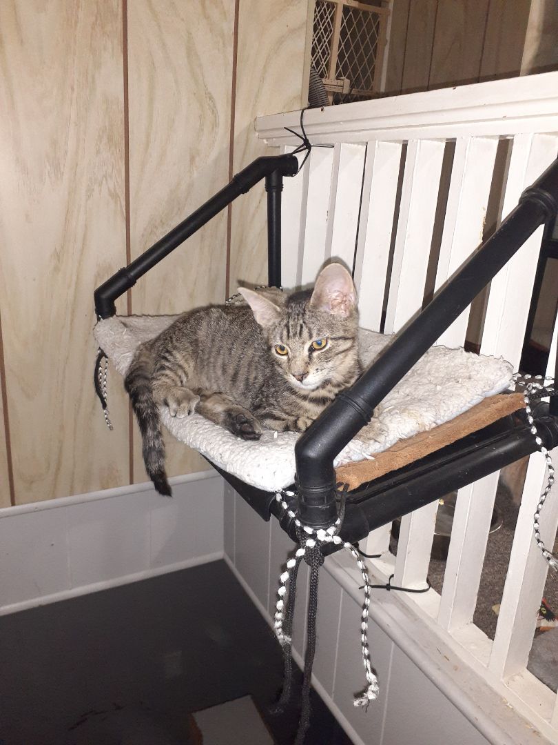 Enlarge Marvin, a Adopted Domestic Short Hair in Nanticoke, PA image 6/6