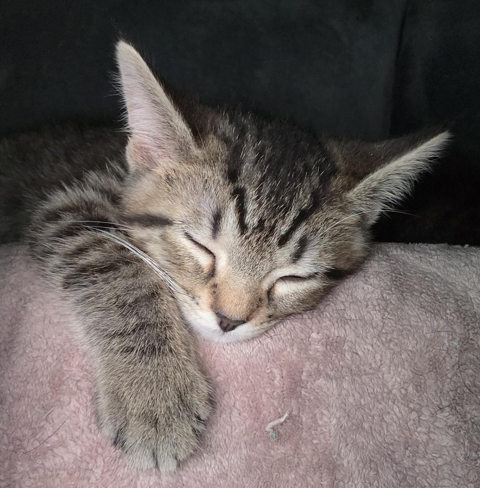 Kicker, Adoptable, Kitten Male Domestic Short Hair.