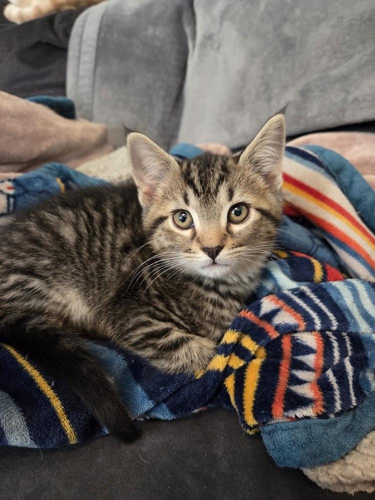 Kicker, a Adoptable Domestic Short Hair in Henrico, VA image 2/6