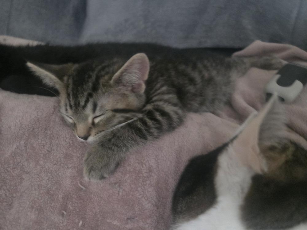 Kicker, a Adoptable Domestic Short Hair in Henrico, VA image 5/6