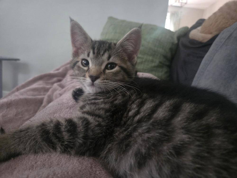 Kicker, a Adoptable Domestic Short Hair in Henrico, VA image 6/6