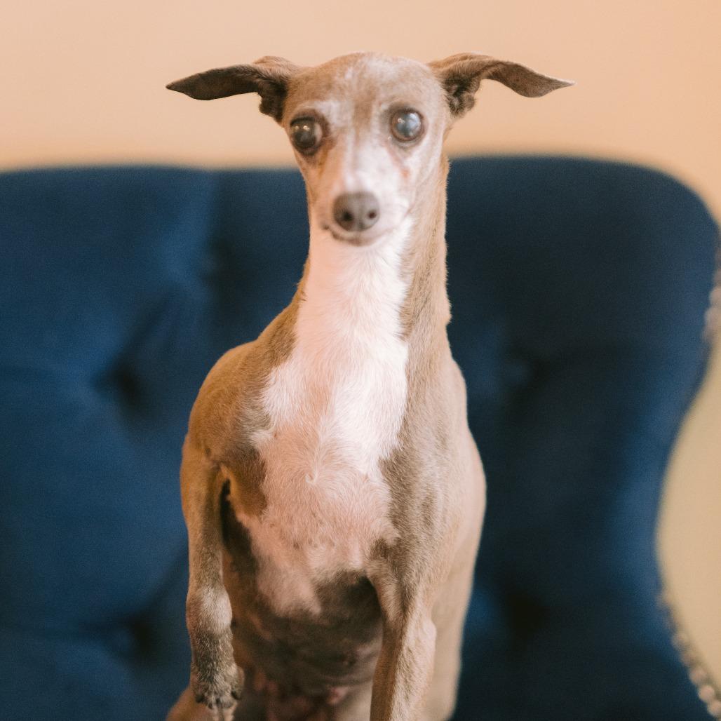 Saphire of Weller, ADOPTABLE, Adult Female Italian Greyhound.