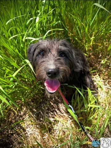 Cindy, a ADOPTABLE mixed breed in Polson, MT image 3/3
