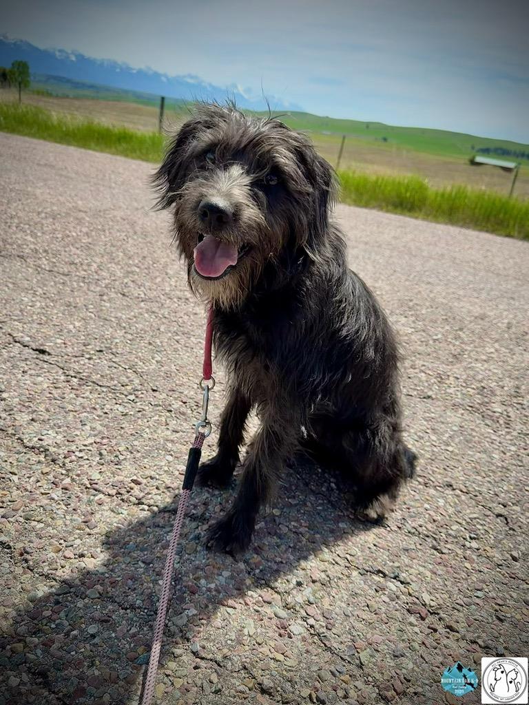 Cindy, ADOPTABLE, Young Female Terrier.