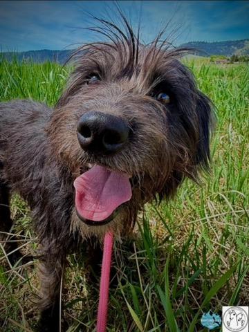 Cindy, a ADOPTABLE mixed breed in Polson, MT image 2/3