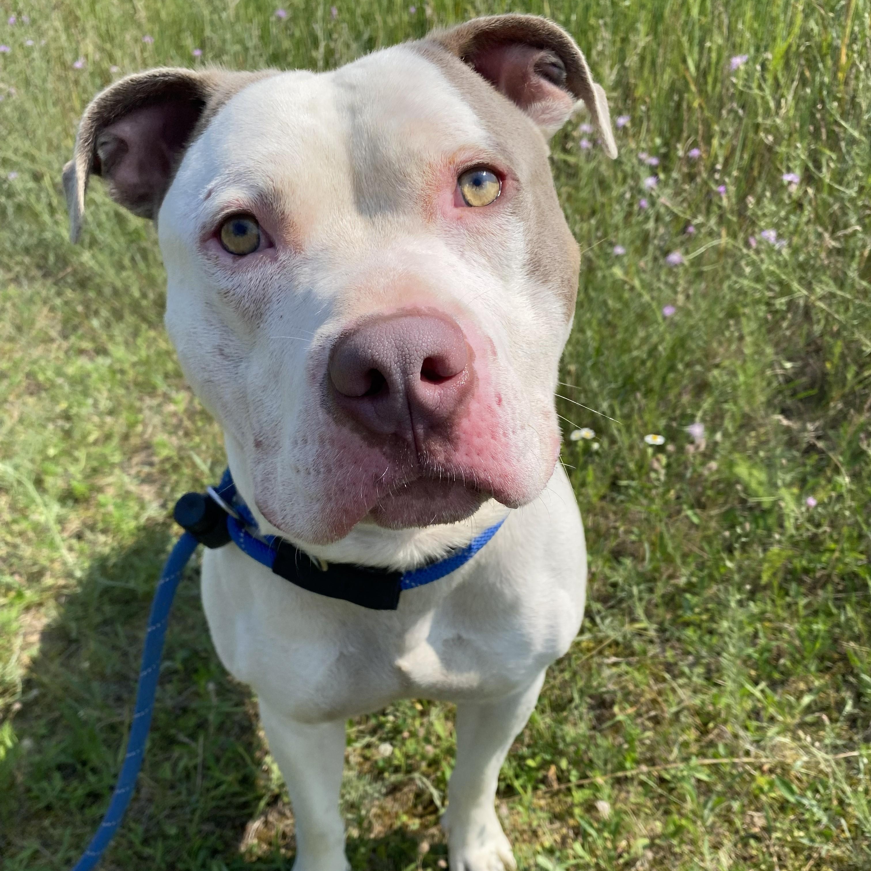 Enlarge Fizzle, a Adoptable mixed breed in Allegan, MI image 2/5