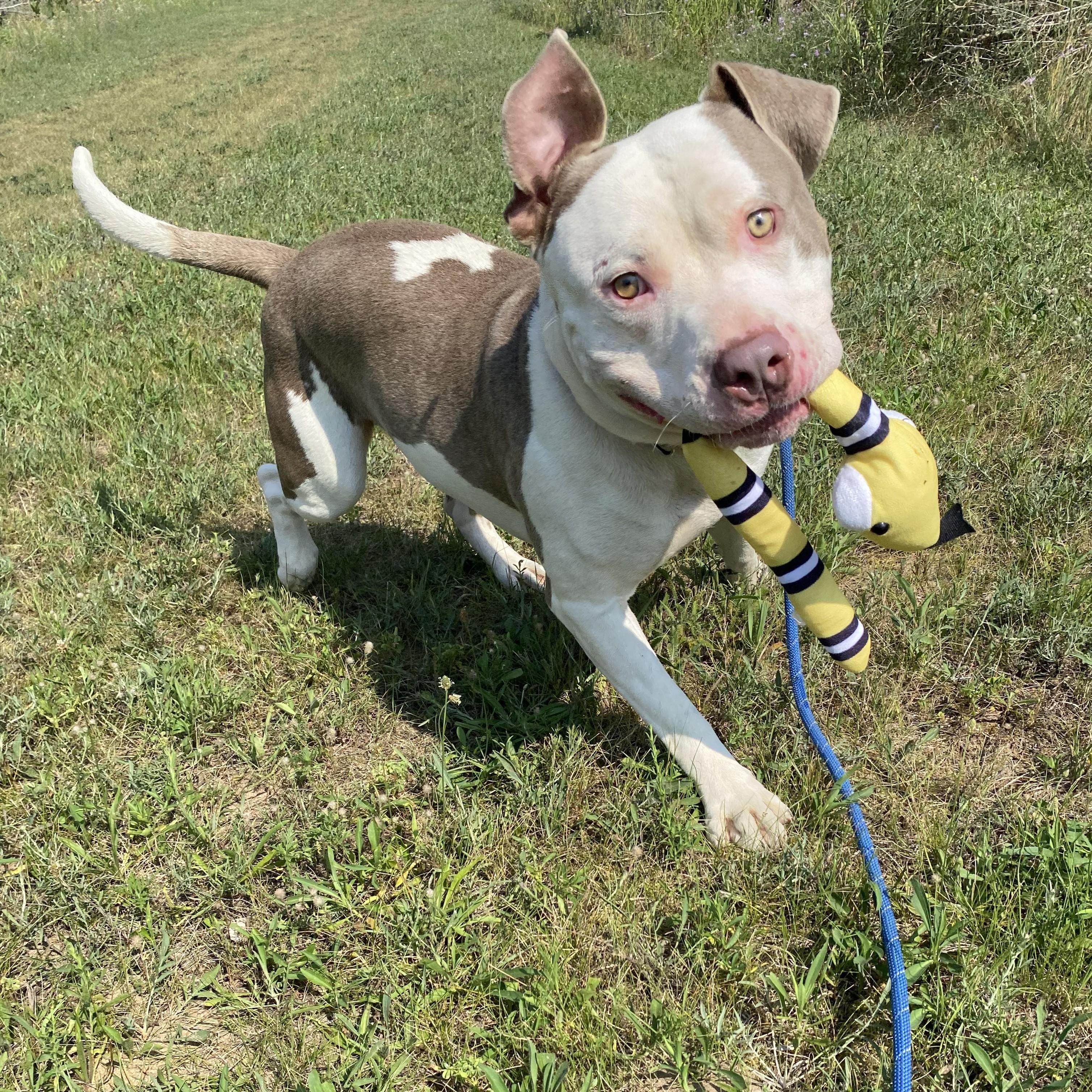 Fizzle, ADOPTABLE, Adult Male Pit Bull Terrier.