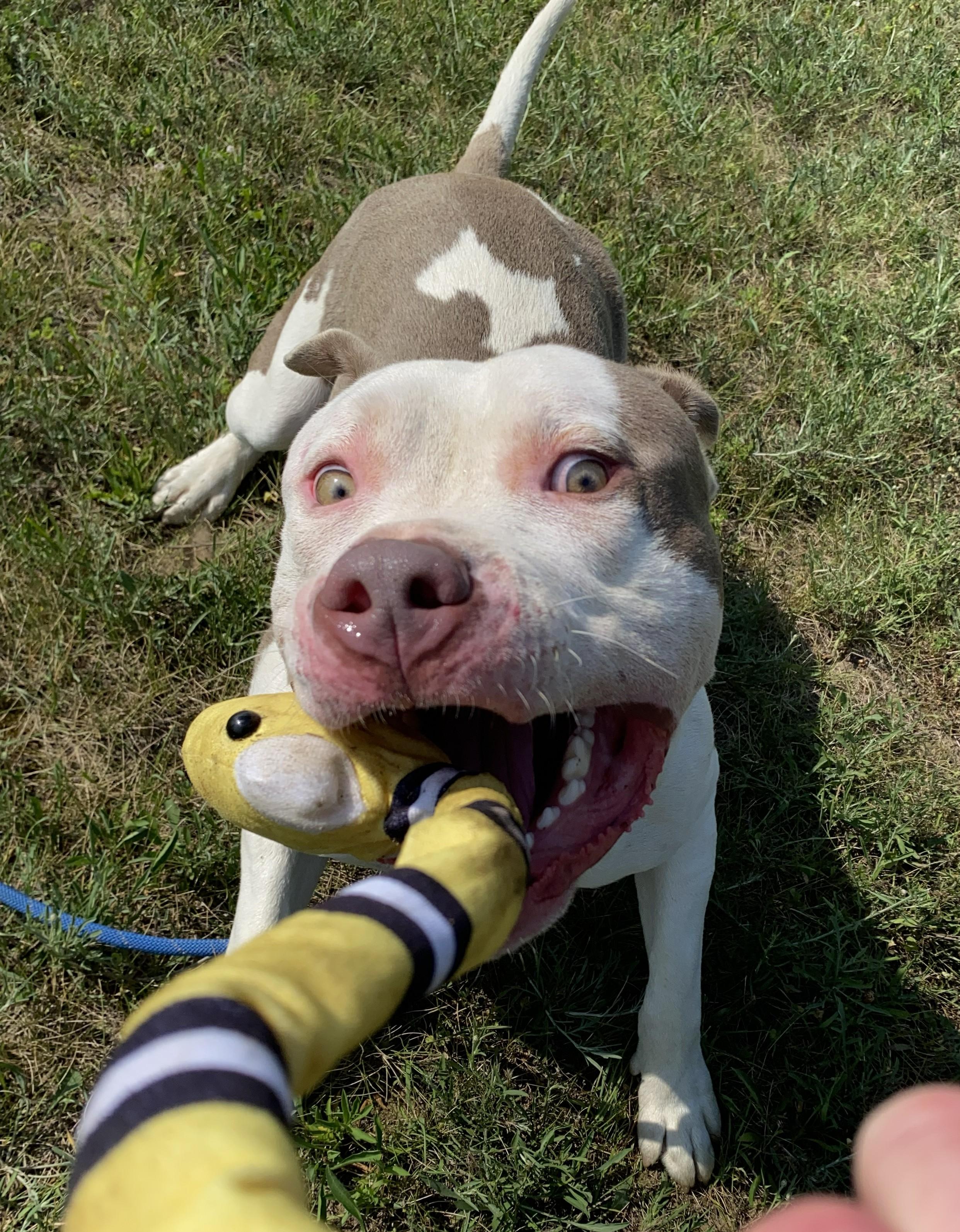 Enlarge Fizzle, a Adoptable mixed breed in Allegan, MI image 5/5